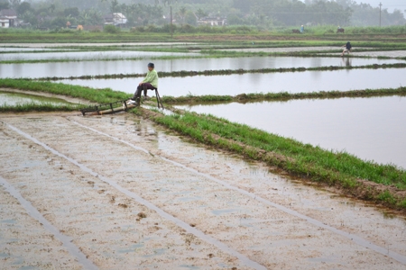 Nông dân thôn Phước Sơn, xã Đức Hiệp (Mộ Đức) tích cực đạp nước tiêu thoát nước để cứu lúa non.