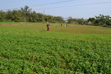 Nhờ luân canh đậu phụng-ớt-rau mà cánh đồng mẫu 8-Thổ Đình (Đức Lợi) cho doanh thu hơn 260 triệu đồng/ha/năm.