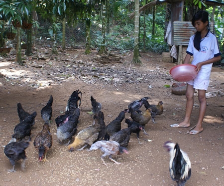 Đàn gà H’mông của gia đình anh Đinh Văn Nam (thị trấn Di Lăng, Sơn Hà).