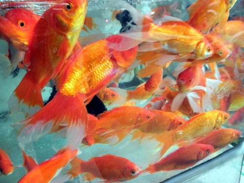 Một bể cá chép vàng trong một cửa hàng tại Bốt Hàng Đậu (Hà Nội) bán cho các gia đình để phóng sinh trong Tết ông Công-ông Táo. 