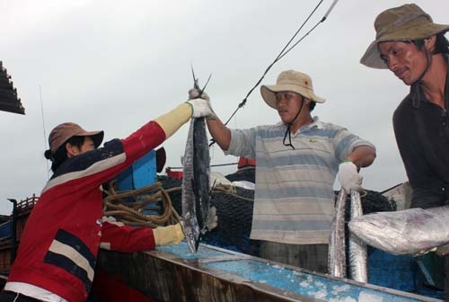 Ngư dân cập bờ ăn Tết cùng cá đầy ắp khoang tàu