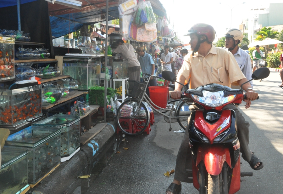 Những điểm bán cá cảnh trên đường Phạm Văn Đồng luôn thu hút đông khách trong dịp Tết