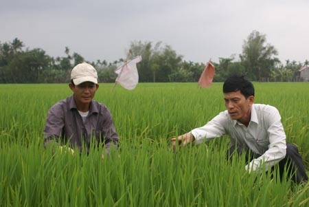 Ông Trần Thiên Thanh - Trưởng phòng Nông nghiệp huyện Tư Nghĩa (bìa phải) hướng dẫn nông dân phòng trừ bệnh đạo ôn lá, bảo vệ lúa đông xuân.