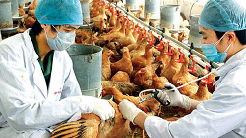 Cán bộ Thú y tiêm vacxin cho đàn gà phòng chống dịch cúm gia cầm (Ảnh minh họa)