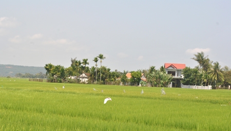 Khung cảnh thanh bình, trù phú của làng quê Sơn Mỹ hôm nay