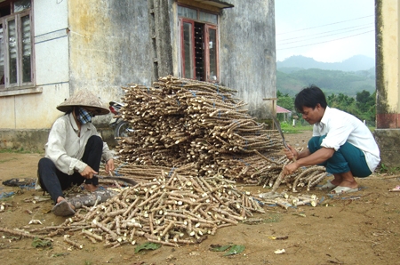 Vợ chồng anh Đinh Văn Xui, ở thôn Làng Rào, xã Sơn Thủy chặt hom giống chuẩn bị trồng “bù” lại diện tích mì bị bệnh xì mủ.