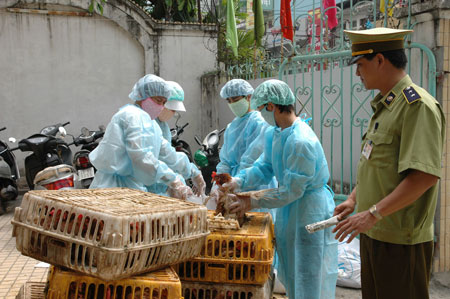 Cúm A(H7N9) có gen từ nguồn gốc gia cầm, là một chủng cúm mới. Ảnh: Dân trí