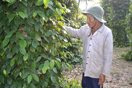 Lão nông Hùng Kiếm đang chăm sóc vườn tiêu của mình.  Ảnh: Y.T