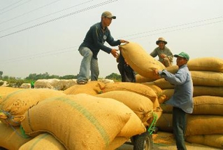 Tạm trữ lúa gạo giúp nông dân trồng lúa có lãi hơn.
