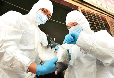   Các nhân viên phòng dịch Trung Quốc tiến hành lấy mẫu H7N9 trên bồ câu.
