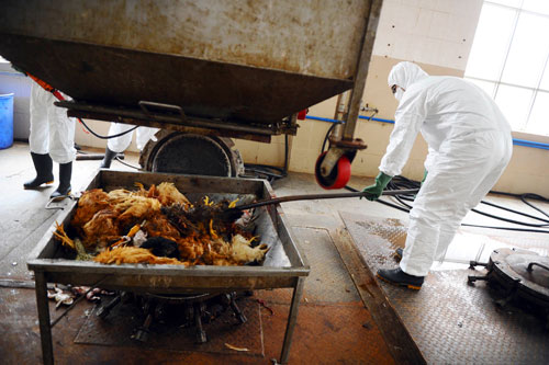  Một nhân viên ở Quảng Châu tiêu hủy gia cầm để ngăn H7N9 lây lan - Ảnh: Reuters