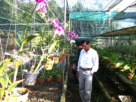 Mô hình trồng hoa phong lan của ông Đồng Thanh Vân, thôn 2, xã Nghĩa Dõng.