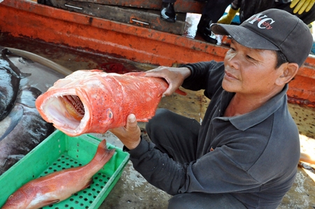 Loài cá mú đỏ quý hiếm. Theo lời các ngư dân, loại cá này đang được nhiều người ưa chuông với mức giá khoảng 300-400 nghìn đồng/kg