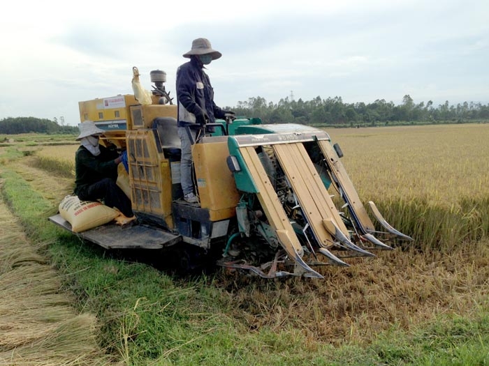 Hiện tỷ lệ cơ giới hóa trong sản xuất lúa ở Quảng Ngãi đạt trên 80%.
