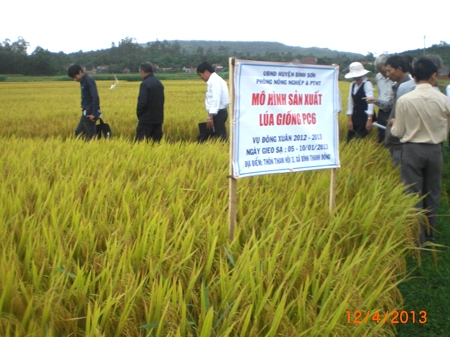 Tham quan, đánh giá hiệu quả sản xuất lúa giống tại xã Bình Thanh Đông.                    ảnh: N.K