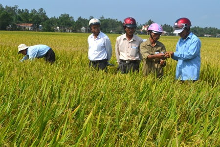Đẩy mạnh và nâng cao hiệu quả của chương trình khuyến nông giúp nhà nông tiếp cận với các phương thức, kỹ thuật sản xuất mới. 