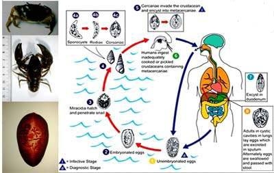 Chu trình truyền bệnh của sán lá phổi sang người từ vật chủ trung gian tôm, cua, ốc.