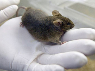 Chuột có thể được nhân bản bằng máu tuần hoàn - Ảnh: AFP