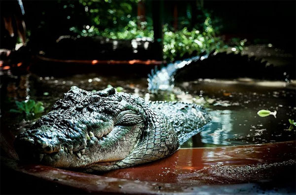  Người ta nghi ngờ rằng trước khi bị bắt, chú cá sấu này đã từng “xơi tái” một người nông dân và cắn mất đầu một cô bé 12 tuổi.