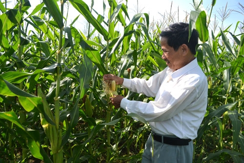 Cây bắp được nông dân xã Đức Phú (Mộ Đức) lựa chọn để thay cho lúa trên phần diện tích bị động về nước tưới.