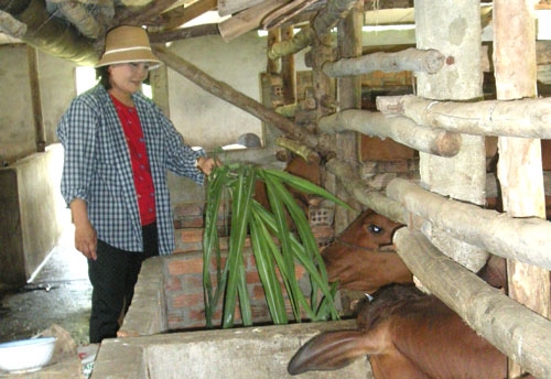  Cựu TNXP Phạm Thị Kim Anh chăm sóc đàn bò giống.