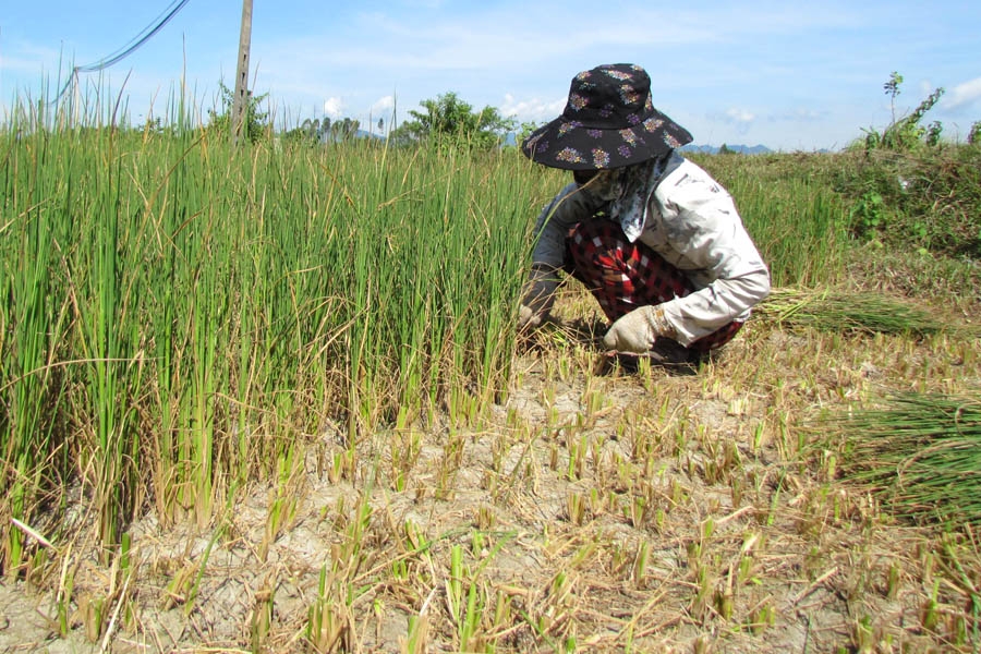 Nhiều diện tích lúa ở huyện Bình Sơn người dân phải cắt cho bò ăn vì cháy khô do thiếu nước.