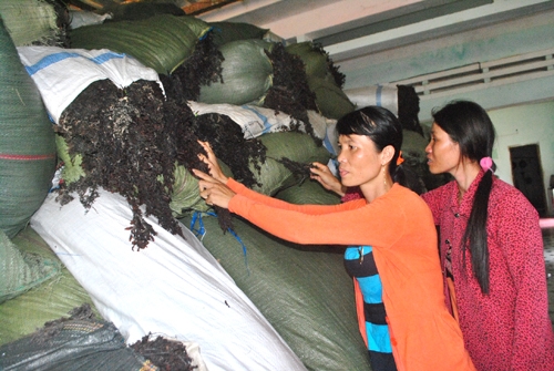 Gần 30 tấn rong mơ trị giá gần 200 triệu đồng của chị Nguyễn Thị Tài đang dần bị hỏng do không xuất bán được.