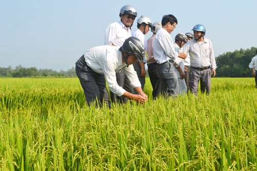 Nông dân tham quan mô hình sản xuất lúa trên cánh đồng đã dồn điền đổi thửa xã Tịnh Trà (Sơn Tịnh).    Ảnh: MỸ HOA