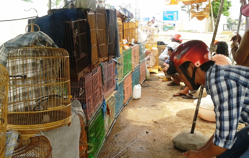 Các đối tượng trộm chim thường mang bán lại cho các điểm kinh doanh chim cảnh