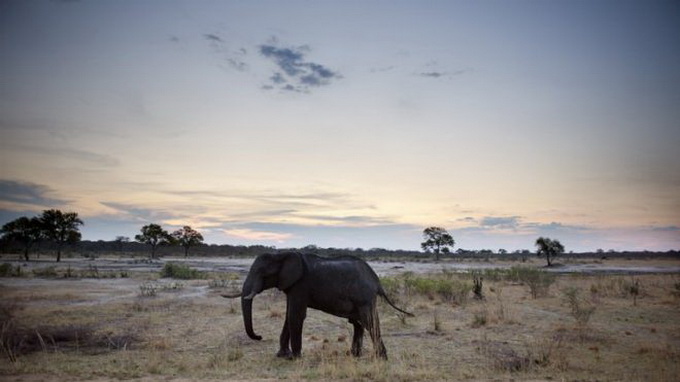 Một chú voi ở vườn quốc gia Hwange (Zimbabwe) - Ảnh: AFP