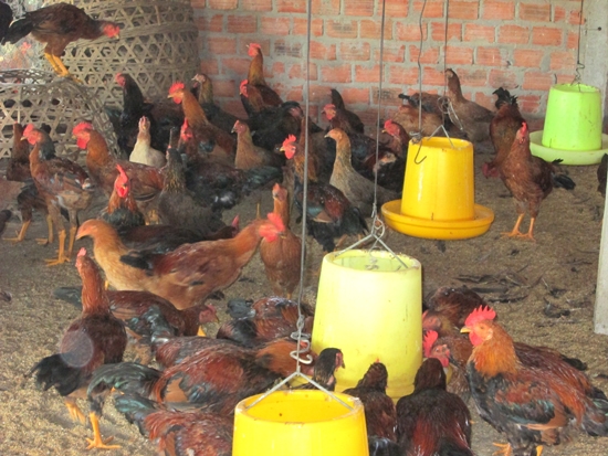 Mô hình nuôi gà thả vườn an toàn sinh học của hộ gia đình ông Nguyễn Hóa, xã Tịnh Ấn Tây (Sơn Tịnh).
