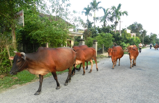 Đàn bò lai ở xã Hành Tín Đông.