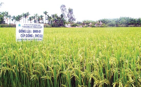 Giống lúa DH99-81 của nhóm tác giả Võ Thanh Thủy, ở Trung tâm Giống cây trồng vật nuôi tỉnh lai tạo, tuyển chọn đã được trao giải Nhì Hội thi STKT Quảng Ngãi lần thứ 8.