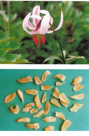 Cây tỏi rừng còn có tên là bách hợp, người Tày gọi là khẻo ma, Thái là kíp pá, (Dao) cà ngái dòi. Là loại cây cỏ, cao 0,5 - 1m. Thân hành to màu trắng, sống nhiều năm. Lá mọc so le, hình mác thuôn, mép nguyên. Cụm hoa mọc ở đầu cành, gồm 3 - 5 hoa to, hình hoa kèn màu trắng. Quả nang 3 ngăn, nhiều hạt nhỏ.