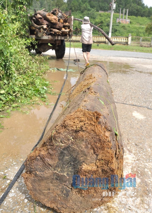 Một thân cây gỗ dỗi người dân trên địa bàn xã Tịnh Sơn được đưa lên bờ để xe công nông kéo về vì thân cây quá lớn.
