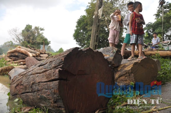 Hàng trăm thân cây gỗ trôi theo lũ được người dân vớt được, dấu máy cưa vẫn còn rất rõ.