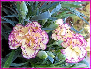 Cẩm chướng là 1 trong 5 loại hoa vừa được cấp GCN nhãn hiệu độc quyền "Hoa Đà Lạt".