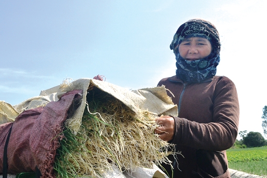 Trồng nén đem lại thu nhập đáng kể cho gia đình chị Trần Thị Phương ở thôn Lâm Thượng, xã Đức Phong.