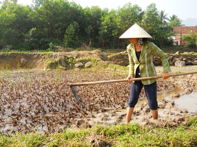 Nông dân Trà Bồng dọn ruộng để chuẩn bị gieo sạ