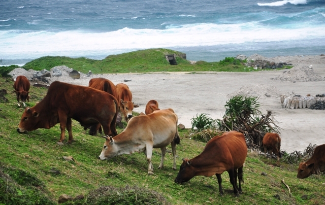 Hiệu quả kinh tế cao, tuy nhiên khó phát triển mạnh đàn bò gặp khó khăn vì điều kiện huyện đảo