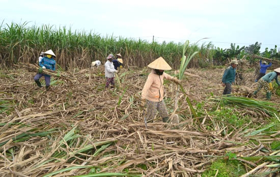 Nông dân xã Tịnh Hà (Sơn Tịnh) đang thu hoạch mía.                              