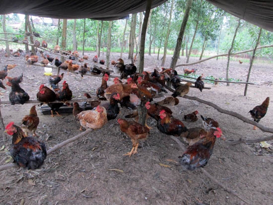 Đàn gà của gia đình anh Nguyễn Văn Tiến ở Tịnh Bình, Sơn Tịnh chuẩn bị bán trong dịp Tết.