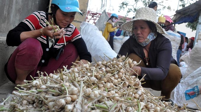 Người dân mua bán tỏi tại đảo Lý Sơn (Quảng Ngãi) - Ảnh: Trà Minh