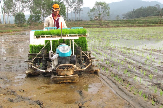 Chiếc máy cấy đang cấy lúa.