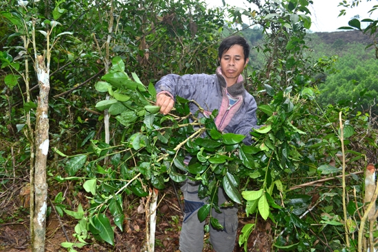 Chỉ một buổi sáng, rẫy chè này cũng cho ông Ngược từ 30-100 lọn chè (tương đương 150.000-500.000 đồng)