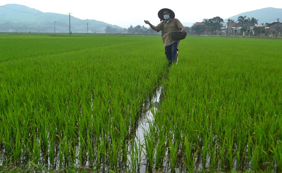 Nông dân tích cực chăm sóc lúa trên đồng ngay trong ngày Tết.