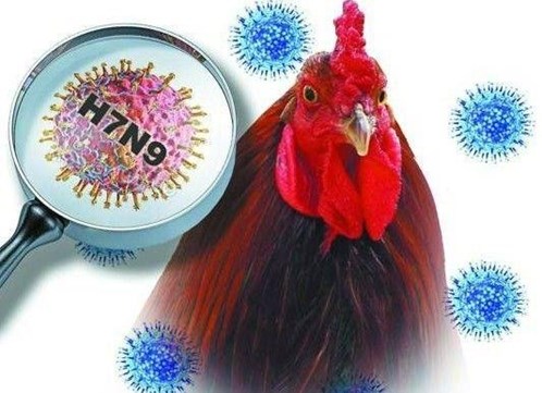WHO cho rằng H7N9 là một trong những chủng virus cúm “nguy hiểm nhất"