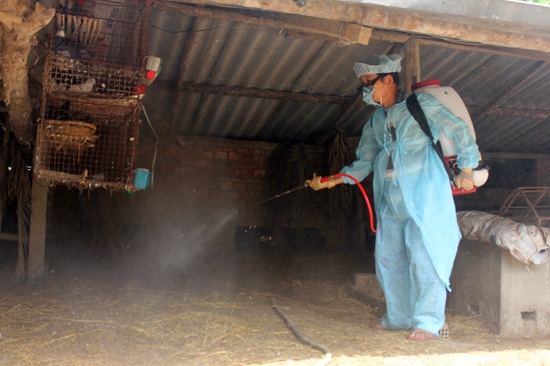 Ngành chức năng đã tiến hành tiêu hủy số gà bị nhiễm vi rút cúm và khử độc môi trường 