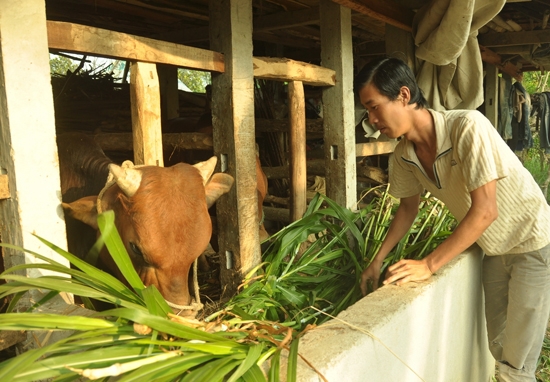 Anh Nguyễn Trương Vương đang chăm sóc đàn bò.