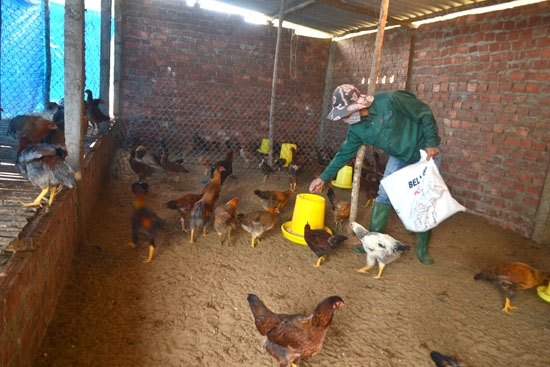 Dù nằm ngoài vùng dịch nhưng vì gà chưa được tiêm vắcxin phòng bệnh cúm A/H5N1 khiến người chăn nuôi lo lắng.